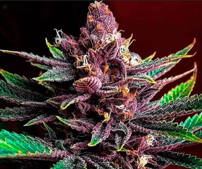 Sensi Purple Kush Blüte