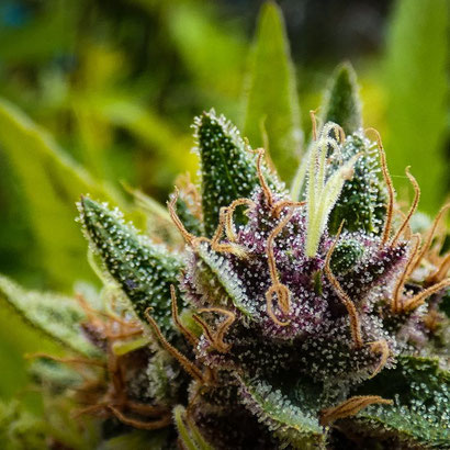 Blütephase Cannabis Nordeuropa