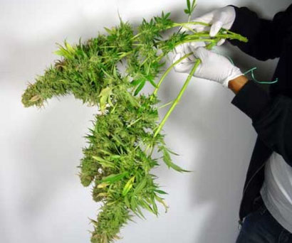 Cannabis zweige zum Trimmen von der Pflanze entfernt