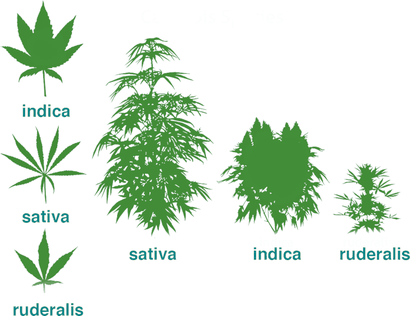 Cannabis Hauptgattungen