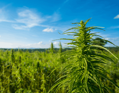 cannabis sativa