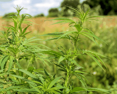 Cannabis Ruderalis
