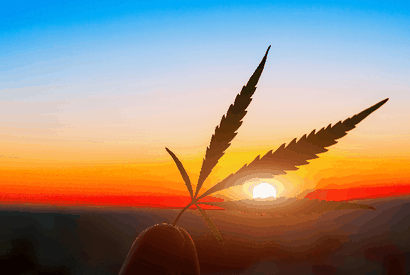 cannabis sorten wetter berücksichtigen
