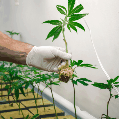 Klonen von Cannabis im Frühling