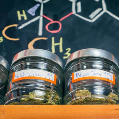 fermentierte cannabis blüten