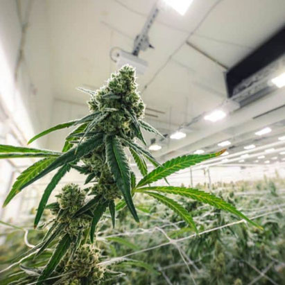 cannabis milleu