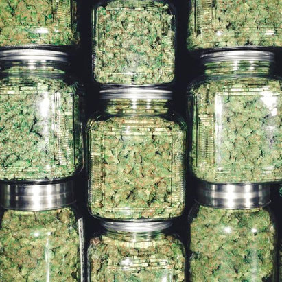 cannabis blüten in gläsern