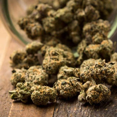 cannabis blüten regelmässig prüfen beim fermentieren