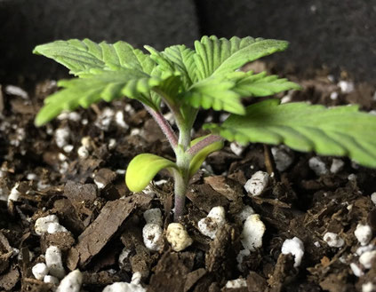 Cannabis Sämlinge Mangel