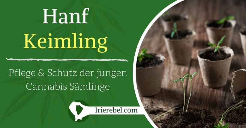Hanf Keimling - Pflege & Schutz der jungen Cannabis Sämlinge