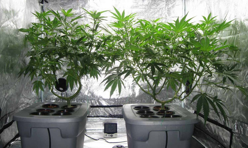 DWC System Wartung Cannabisanbau