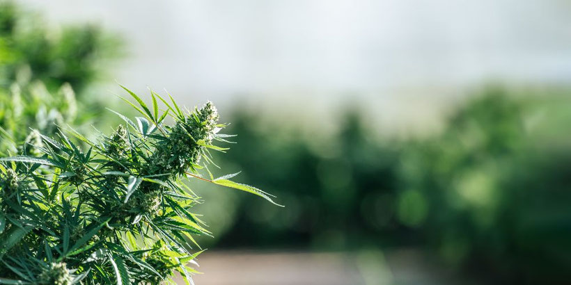 Irierebel auf Cannabis Farm
