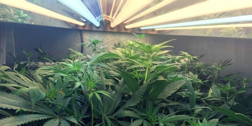T5 Growlampen für den Cannabis-Anbau