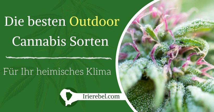 Die besten Outdoor Cannabis Sorten für Ihr heimisches Klima