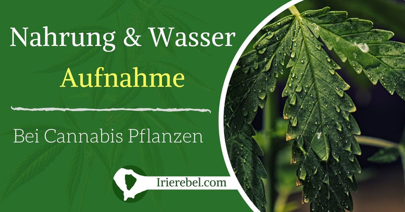 Die Aufnahme von Nährstoffen und Wasser bei Cannabis-Pflanzen