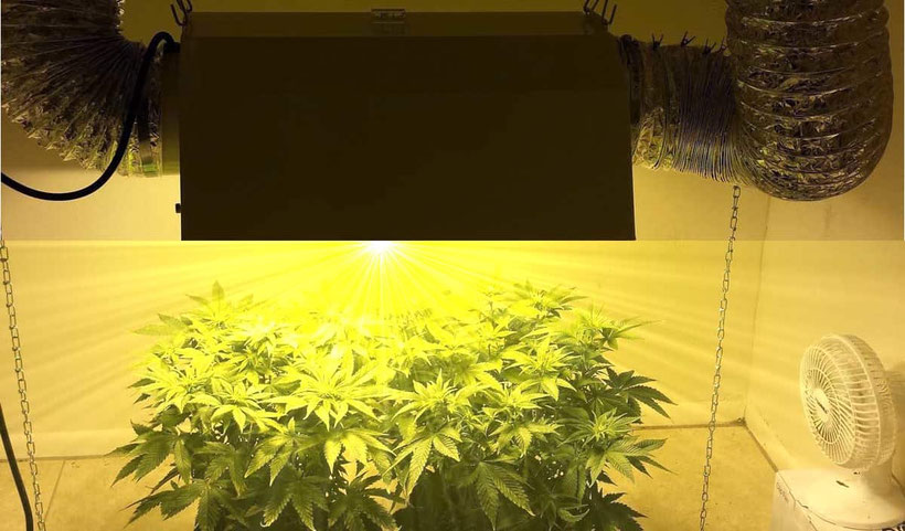 Verschwenden Sie kein Grow Licht