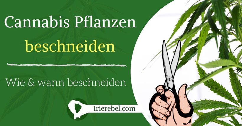 Cannabis Pflanzen beschneiden - Wie & wann Cannabis beschneiden