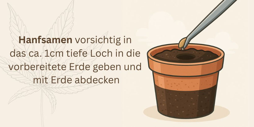 Hanfsamen in Erde einpflanzen zum keimen
