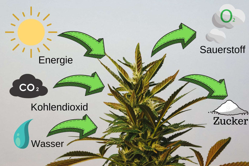 Fotosynthese Cannabis