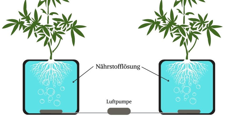 Diagramm Tiefwasserkultur Cannabis Anbau