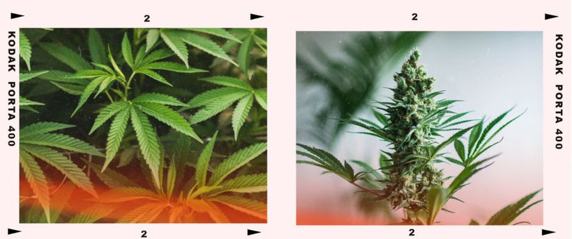 Zwei Stadien im Leben einer Cannabispflanze Vegetativ und Blütephase