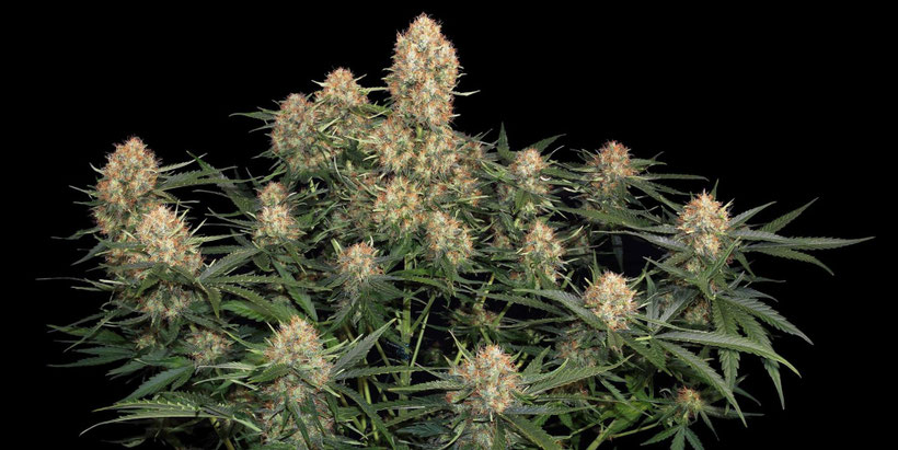 Skunk #1 Automatic Blüte