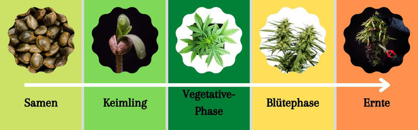 alle Lebensphasen der Cannabispflanze