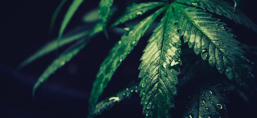 cannabis blatt wasser
