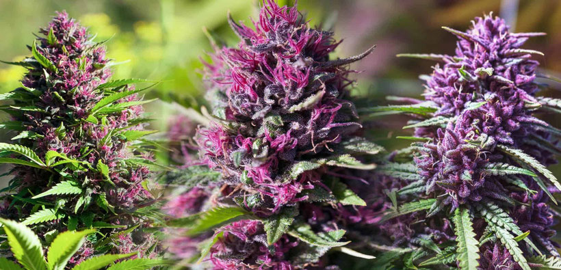 Purple Sorten Outdoor