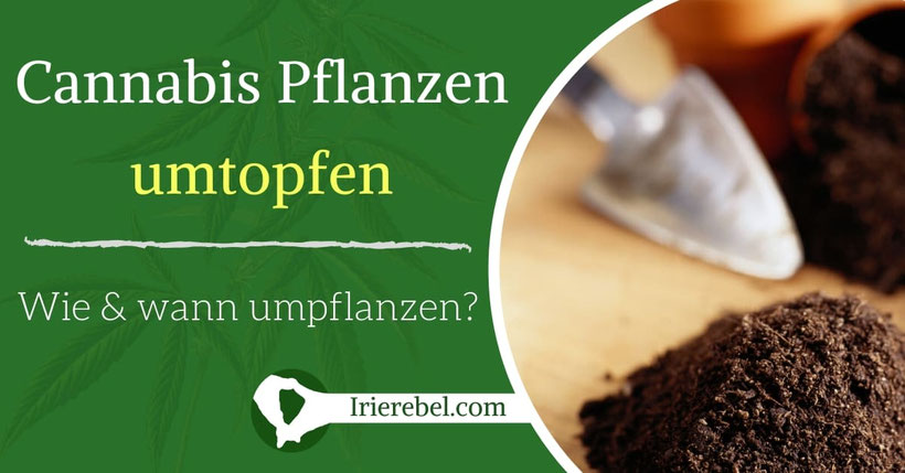 Cannabis Pflanzen umtopfen - Wie und wann umpflanzen?