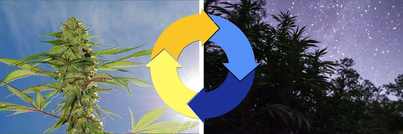 Cannabis Tag und Nacht Zyklus