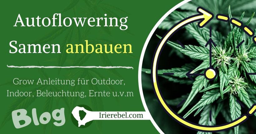 Autoflowering Samen anbauen - Outdoor & Indoor Grow Anleitung - Beleuchtung, Dünger, Ernte u.v.m