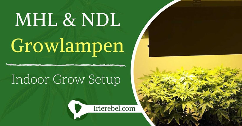 MHL & NDL Growlampen