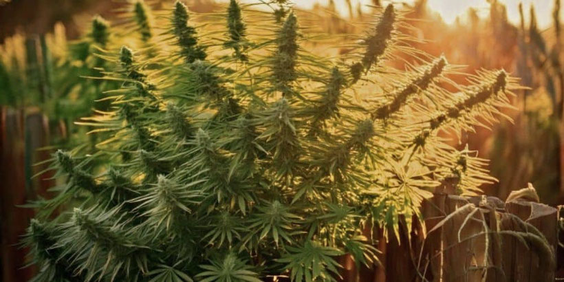 ak48 outdoor sorte