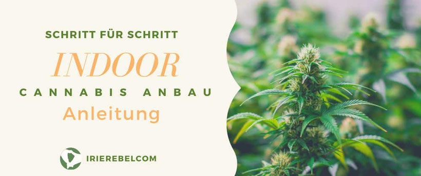 Schritt für Schritt Anleitung für den Indoor Cannabis Anbau