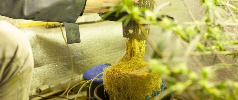 cannabis wurzeln hydroponik