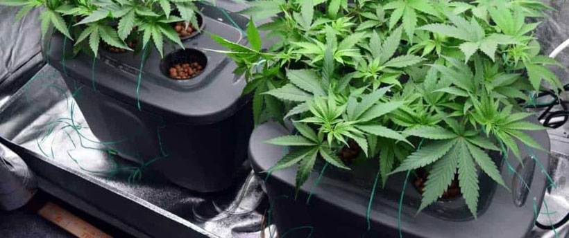 cannabis anbau hydroponics