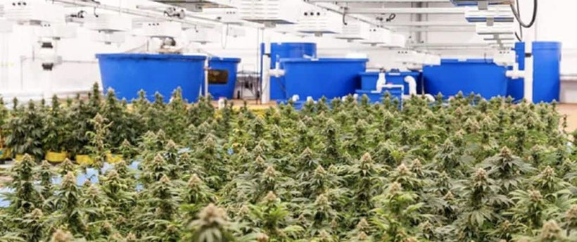 Aquaponik Cannabis Anbau