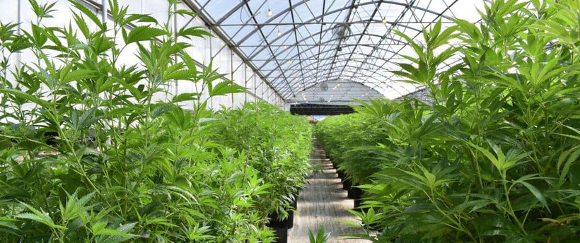 Cannabis im Gewächshaus