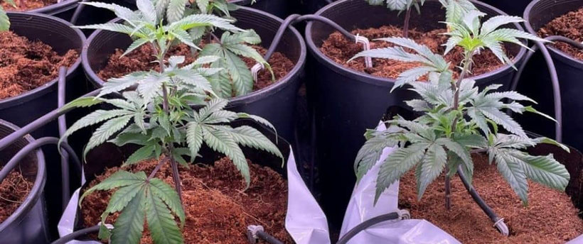 Cannabis Anbau auf Cocosfaser