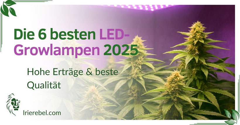 Die 4 besten LED-Growlampen in 2023 (Erträge, Kosten, Leistung und Blütenqualität)
