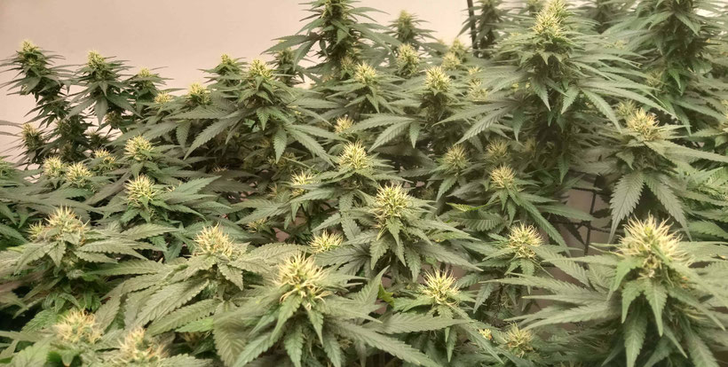 Double Gum Indoor Pflanzen
