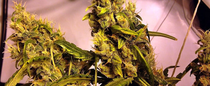 Ed Rosenthal Super Bud Indoor Blüten