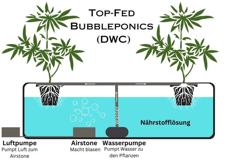 Grafik DWC- Hydroponik
