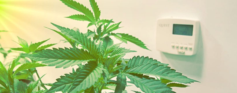 Die Aufrechterhaltung der idealen Temperatur bei Cannabis