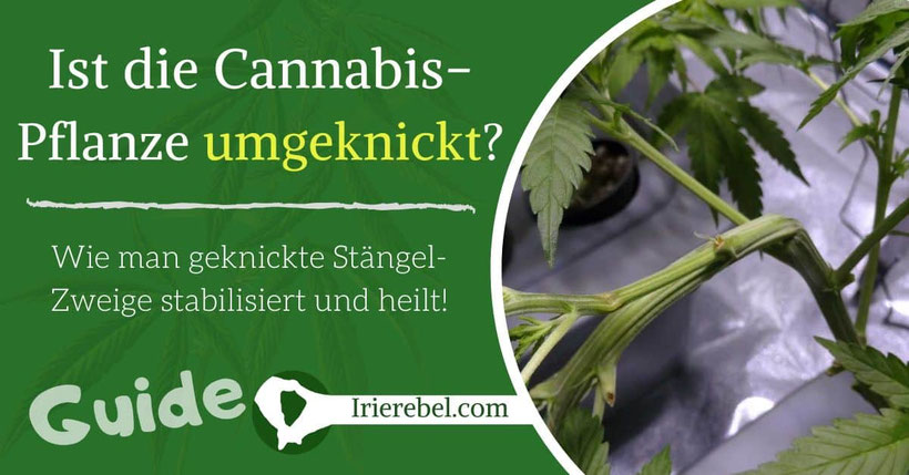 Ist die Cannabispflanze umgeknickt oder gebrochen