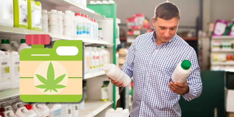 Cannabis Düngen warum