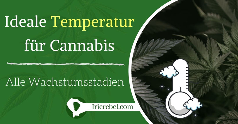 Die ideale Temperatur für Cannabis - Alle Wachstumsstadien