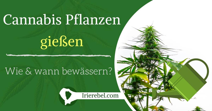 Cannabis Pflanzen gießen - Wie und wann bewässern