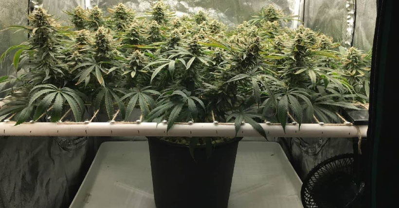 gescheiterter ScroG-Versuch